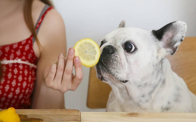 寵物醫(yī)學(xué)專業(yè)