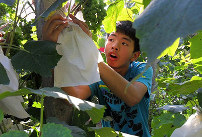 宜賓縣柳嘉職業(yè)技術(shù)學(xué)校果園葡萄套袋