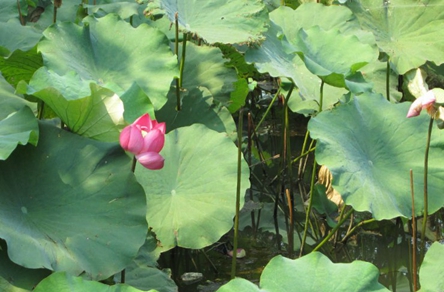 成都市商洛衛(wèi)生學(xué)校2020招生簡(jiǎn)介及計(jì)劃