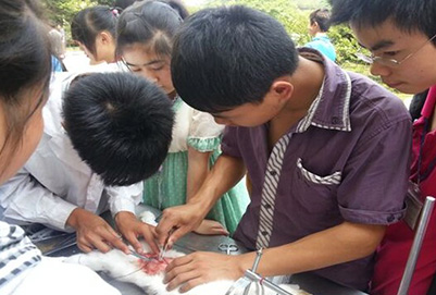 宜賓縣柳嘉職業(yè)技術(shù)學(xué)校兔腹壁縫合術(shù)