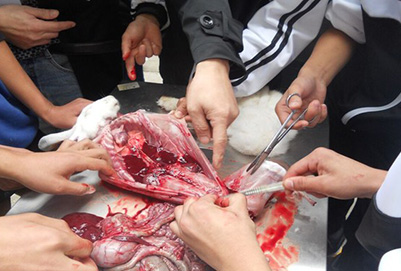 宜賓縣柳嘉職業(yè)技術(shù)學(xué)校解剖觀察兔的內(nèi)臟器官