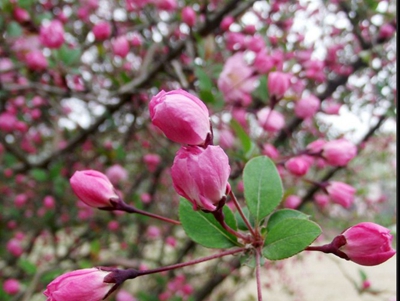 四川省宜賓衛(wèi)生學(xué)校高級護理專業(yè)