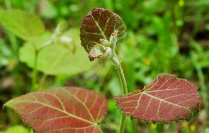 四川省宜賓衛(wèi)生學(xué)校2020有哪些專(zhuān)業(yè)及什么專(zhuān)業(yè)好