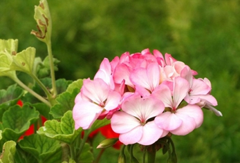 廣元職工醫(yī)學(xué)院地址在哪里