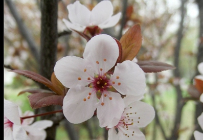 四川省法商專修學(xué)院招生老師QQ及電話