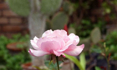 廣元職工醫(yī)學院2020招生辦電話及聯(lián)系方式