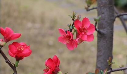 校園環(huán)境12