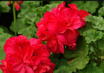 廣元職工醫(yī)學(xué)院2020招生錄取分?jǐn)?shù)線