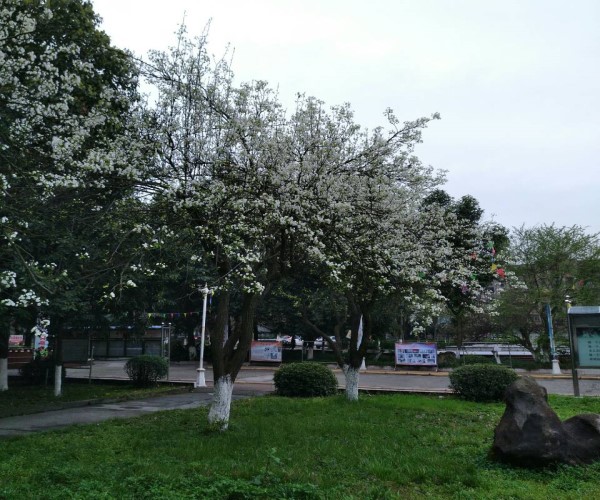 綿陽職業(yè)技術(shù)學(xué)校招生