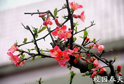 貴州省廣播電影電視學(xué)校網(wǎng)絡(luò)與多媒體技術(shù)專業(yè)招生