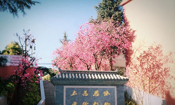 云南新型職業(yè)學(xué)院鮮花盛開