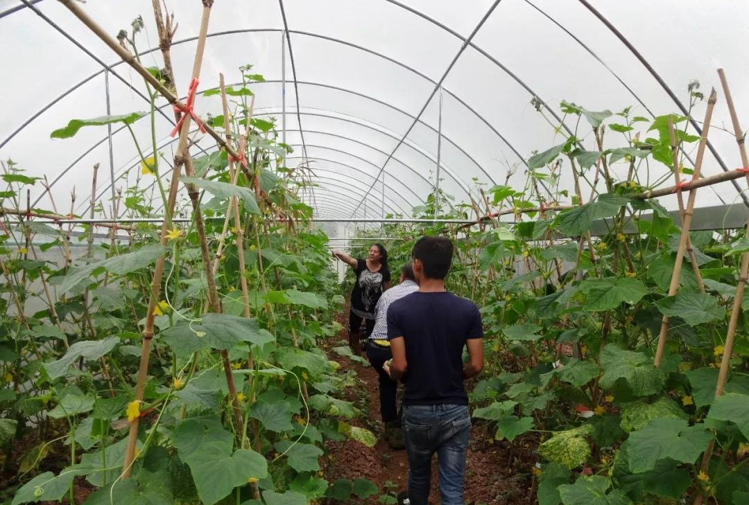 江城縣職業(yè)高級中學江城縣職業(yè)高級中學現(xiàn)代農(nóng)藝技術(shù)專業(yè)招生