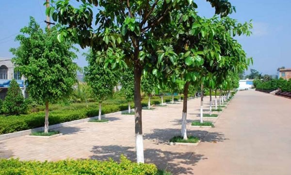 石屏縣職業(yè)高級中學生態(tài)停車場