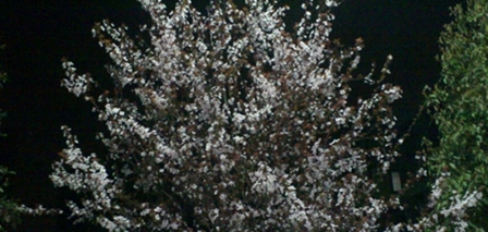 大理大學醫(yī)學院藥學專業(yè)