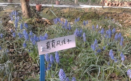 大理大學(xué)醫(yī)學(xué)院護(hù)理學(xué)專業(yè)