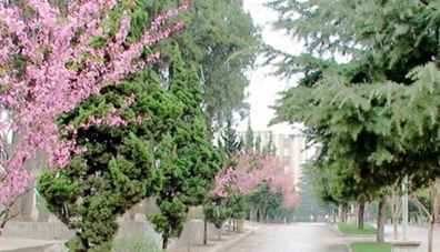 校園環(huán)境 (10)