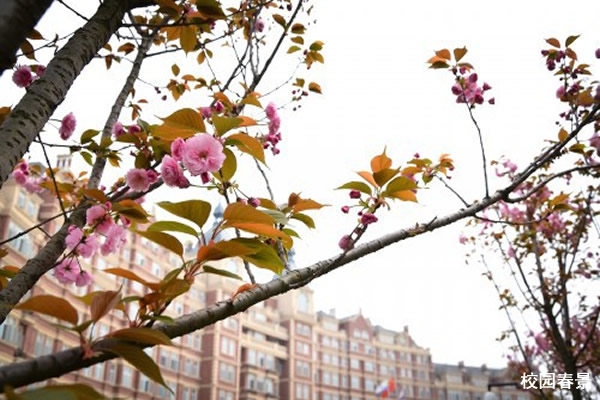 四川西南航空學(xué)校全景圖