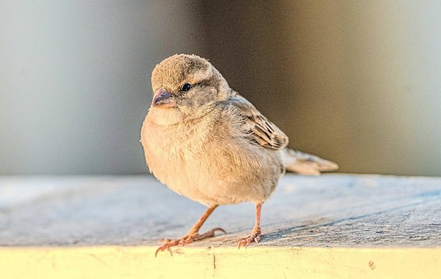 南江縣小河職業(yè)中學2025年春季招生簡介