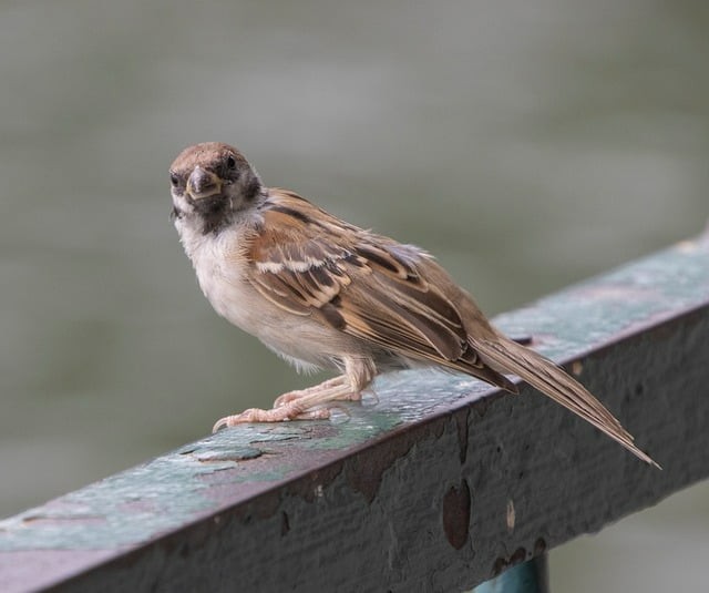 成都市鐵路衛(wèi)生學(xué)校助學(xué)政策有什么？學(xué)校地址在哪里？