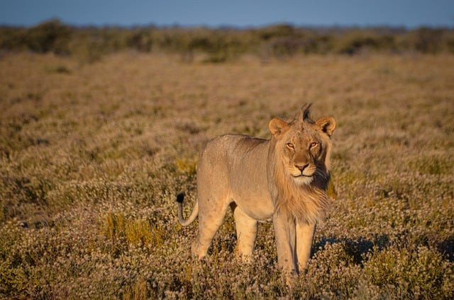 成都市高新實(shí)驗(yàn)中學(xué)2025年招生簡(jiǎn)介 成都市高新實(shí)驗(yàn)中學(xué)2025年招生簡(jiǎn)介