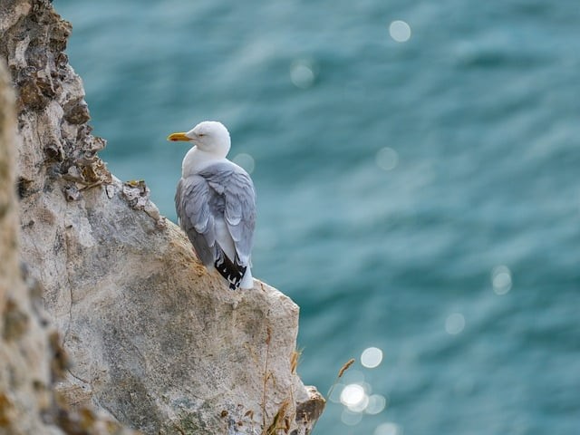 樂山四川單招學校