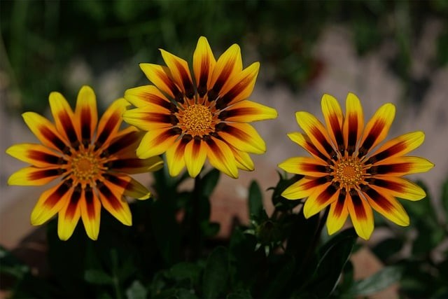 宜賓縣科普職業(yè)技術(shù)學(xué)校招生的范圍在哪里