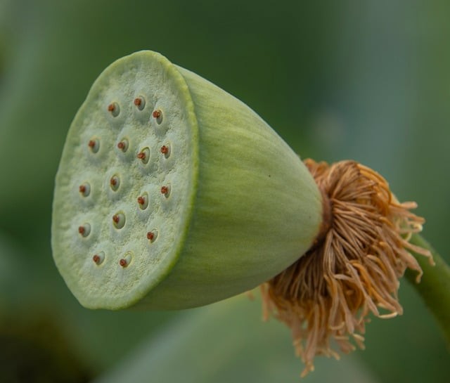 四川單招有沒有加分項