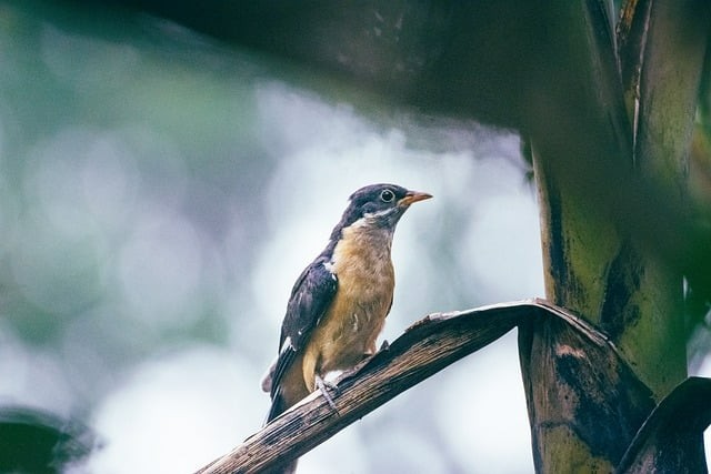 四川單招比例高嗎 四川單招比例高嗎