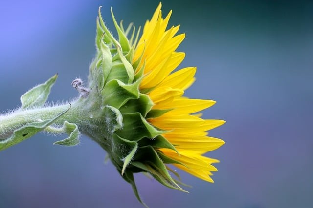 四川單招各科分?jǐn)?shù)分布