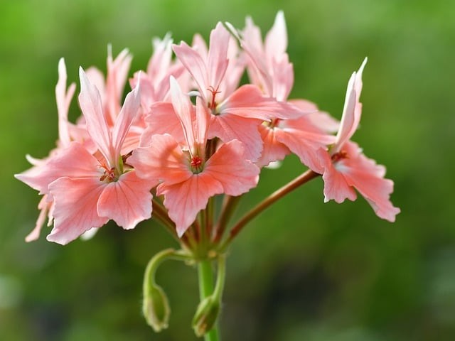 邛崍市第二中學(xué)2024招生簡介