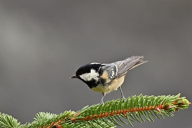 四川單招農(nóng)業(yè)題庫及答案 四川單招農(nóng)業(yè)題庫及答案