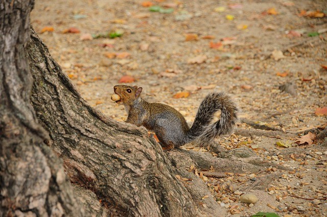 四川單招有沒有加分項