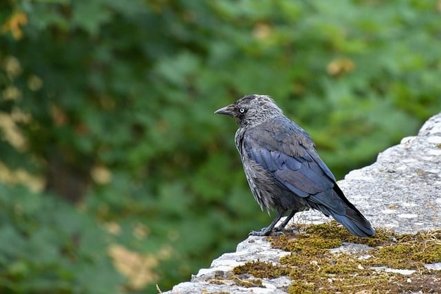 四川單招宜賓蔣老師