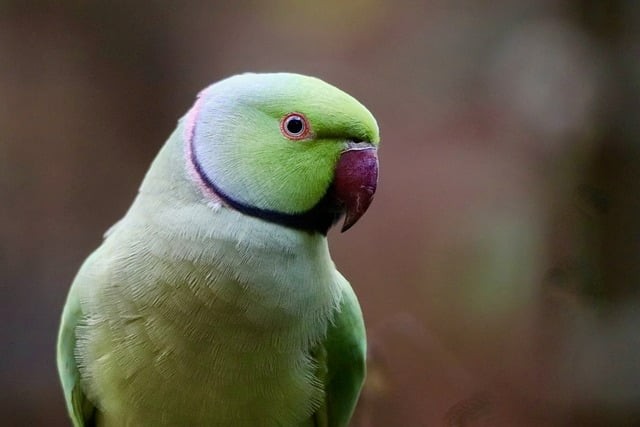 四川單招可以選學校嗎 四川單招可以選學校嗎