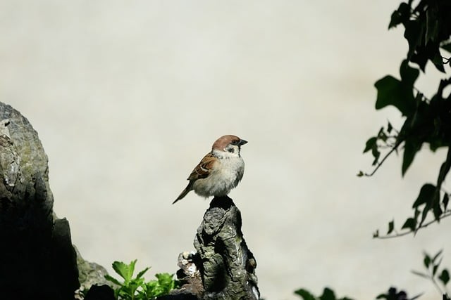 遂寧安居職業(yè)高級(jí)中學(xué)018年招生錄取分?jǐn)?shù)線 遂寧安居職業(yè)高級(jí)中學(xué)018年招生錄取分?jǐn)?shù)線