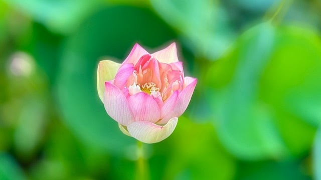 四川省幼兒師范高等?？茖W(xué)校什么性質(zhì)