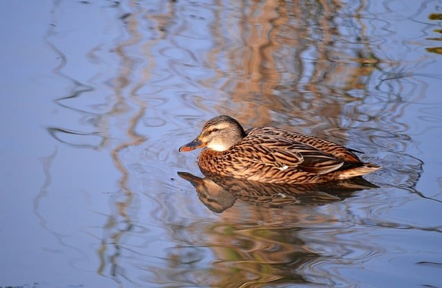 四川省仁壽縣鏵強中學(xué)2024招生簡介 四川省仁壽縣鏵強中學(xué)2024招生簡介