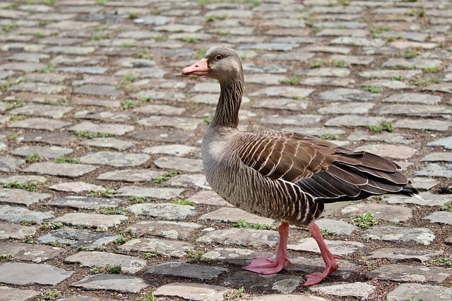 四川單招各科目分?jǐn)?shù)