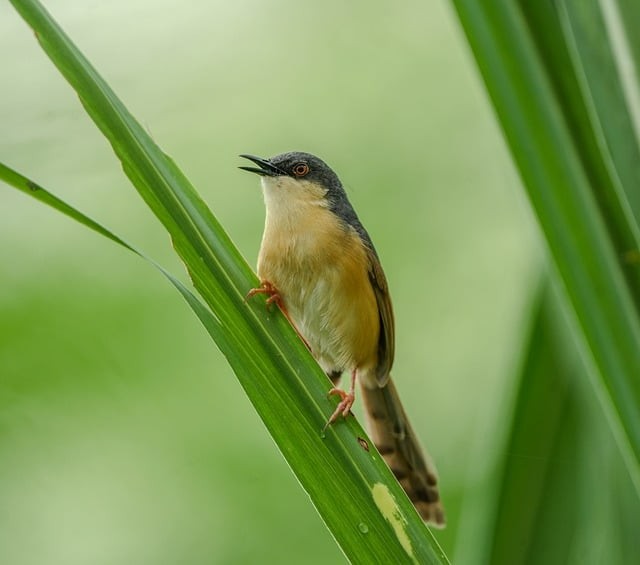 四川單招醫(yī)護(hù)專業(yè)學(xué)校