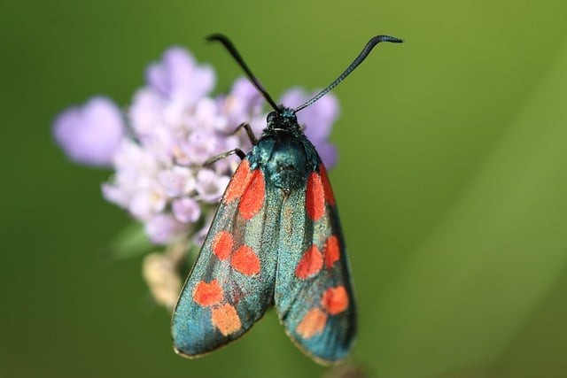 四川單招斷檔分析