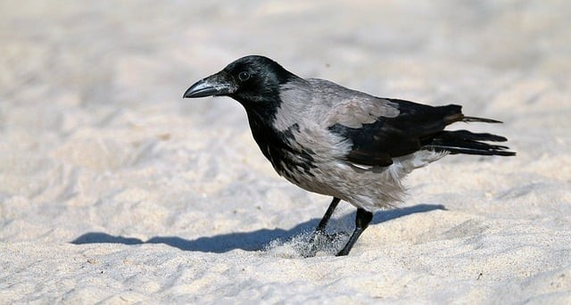 四川單招各科分?jǐn)?shù)分布