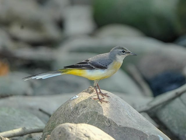 四川單招明年加分多少 四川單招明年加分多少