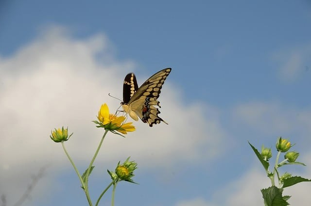 四川省弘博中等專(zhuān)業(yè)學(xué)校民航安檢專(zhuān)業(yè)