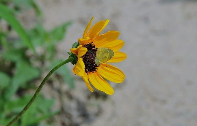 四川公辦大專單招情況