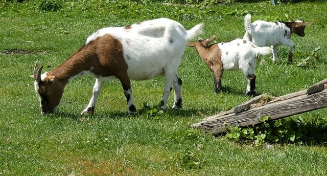 四川單招公辦排行榜