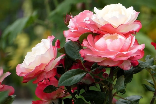 四川單招及時(shí)雨