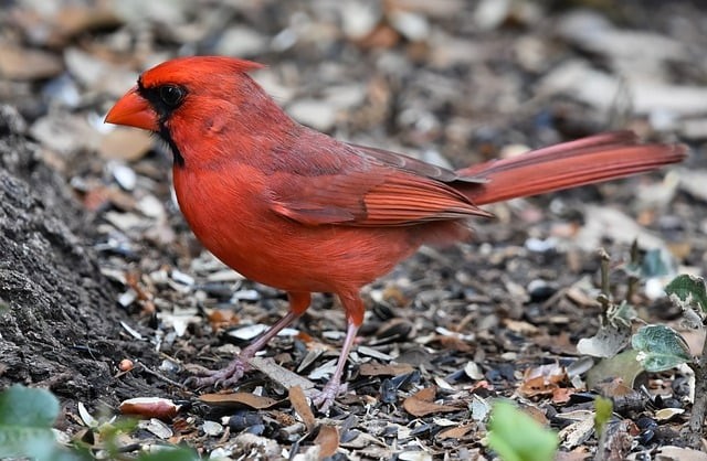 四川單招六國(guó)論翻譯