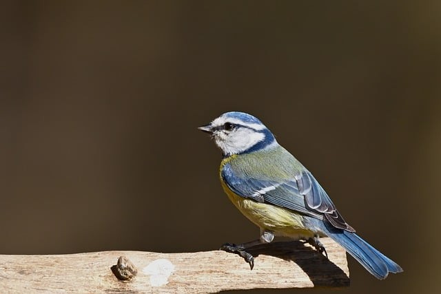 四川單招的利弊