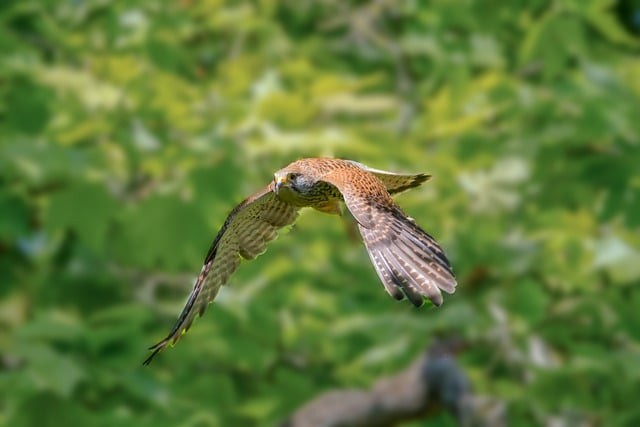 四川單招公辦大學(xué)專業(yè)