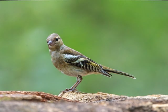 單招四川不考英語
